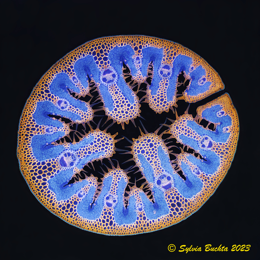 Strandhafer (Ammophila arenaria): Färbung Etzoldgrün, Olypus BH2, RFCA IB-Cube, DPlan Apo 10UV