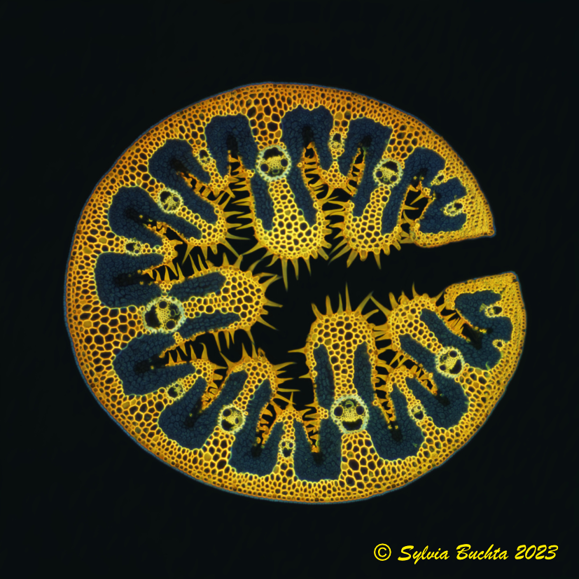 Strandhafer (Ammophila arenaria): Färbung Acridinrot, Acriflavin und Alcian-blau; Olympus BH2, DPlan Apo 10UV