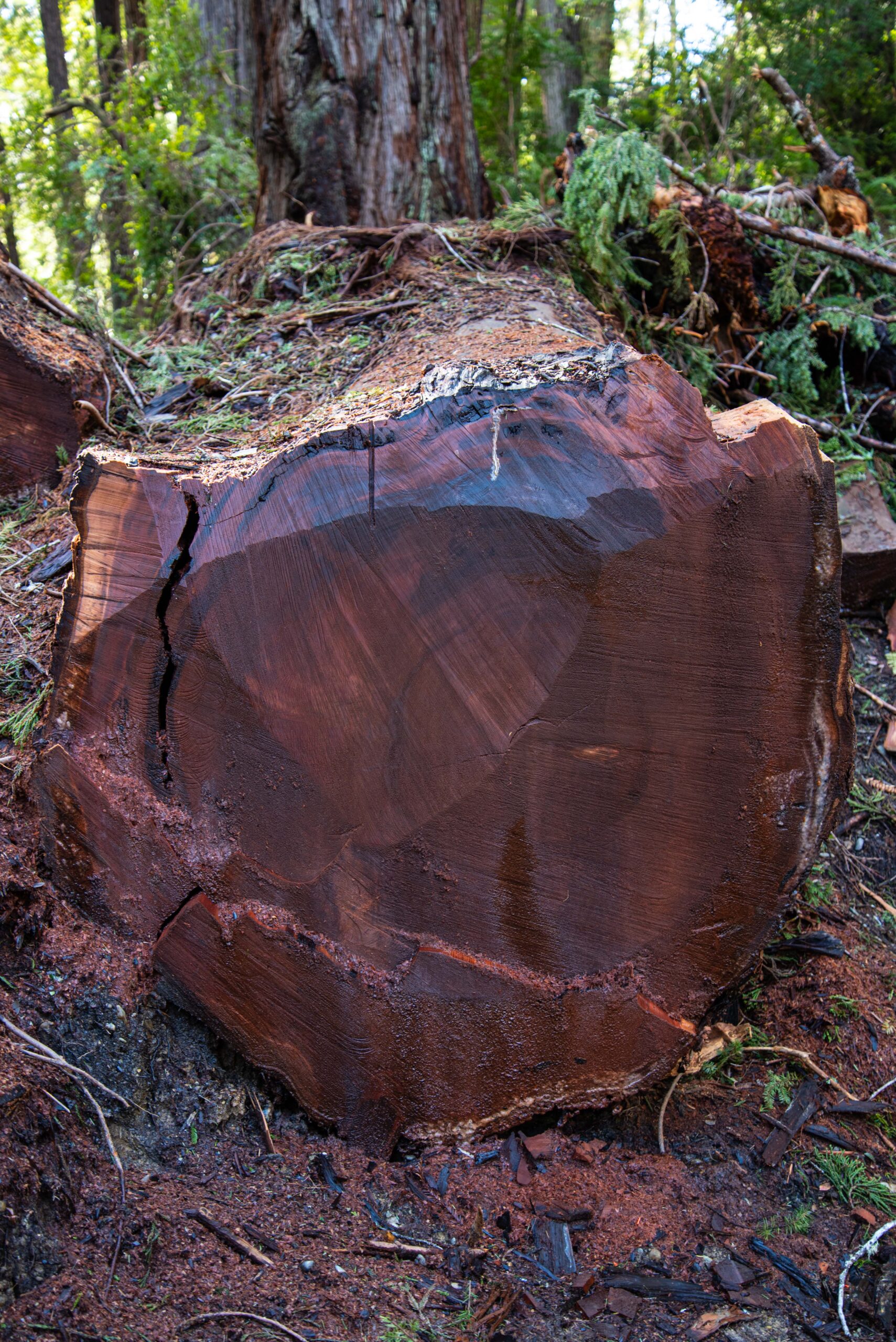 redwood-5
