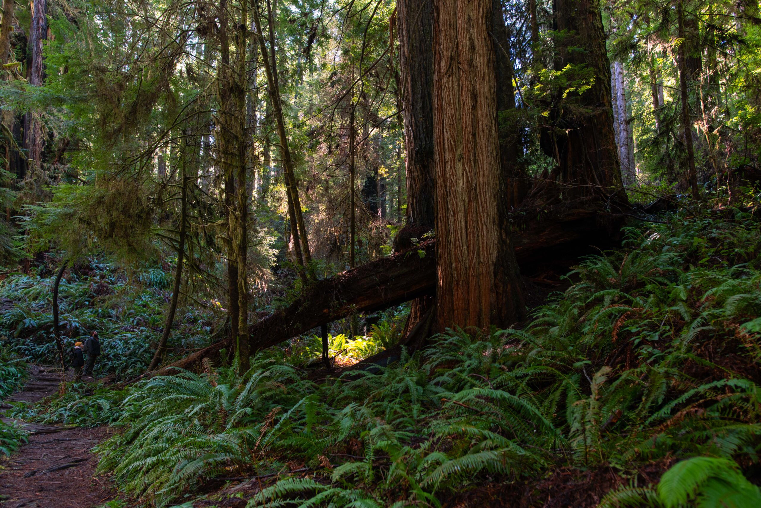 redwood-8
