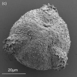Rote Spornblume (Centranthus ruber) Pollen