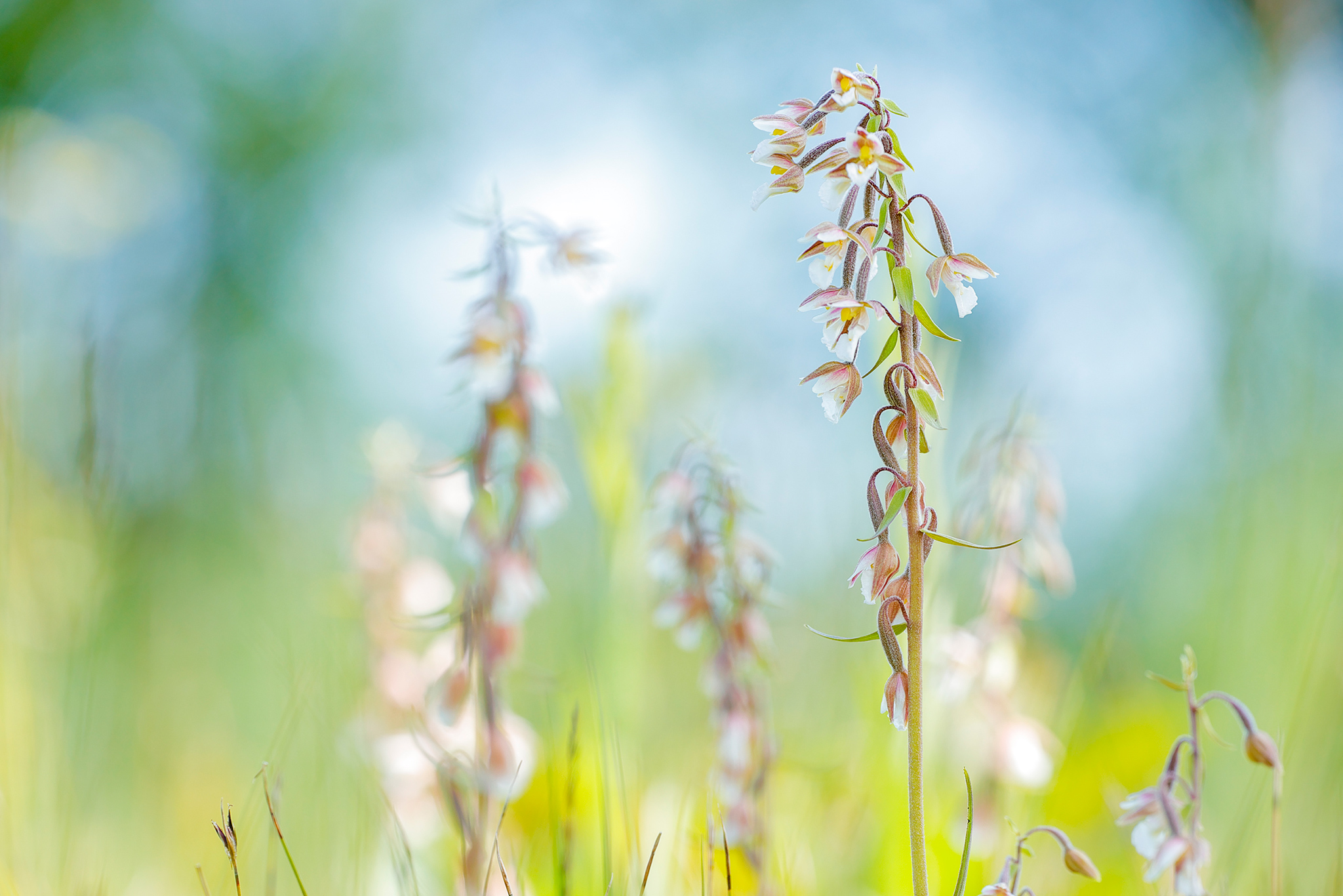 Sumpf-Stendelwurz (Epipactis palustris)