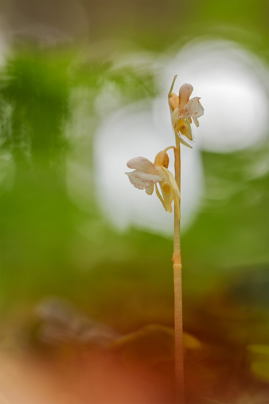 Blattloser Widerbart (Epipogium aphyllum)