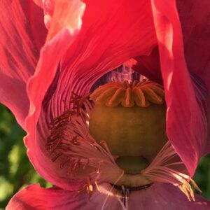 Schlafmohn