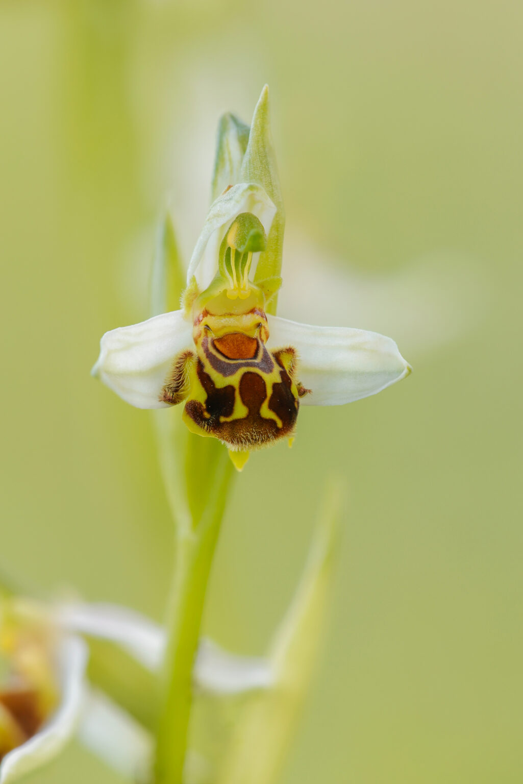 Bienenragwurz - Ophrys apifera
