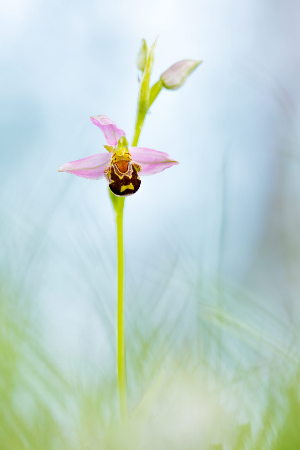Bienenragwurz - Ophrys apifera