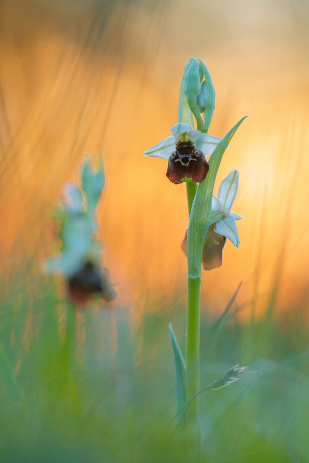 Hummelragwurz - Ophrys holoserica