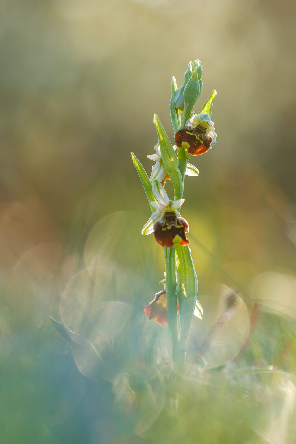 Hummelragwurz - Ophrys holoserica