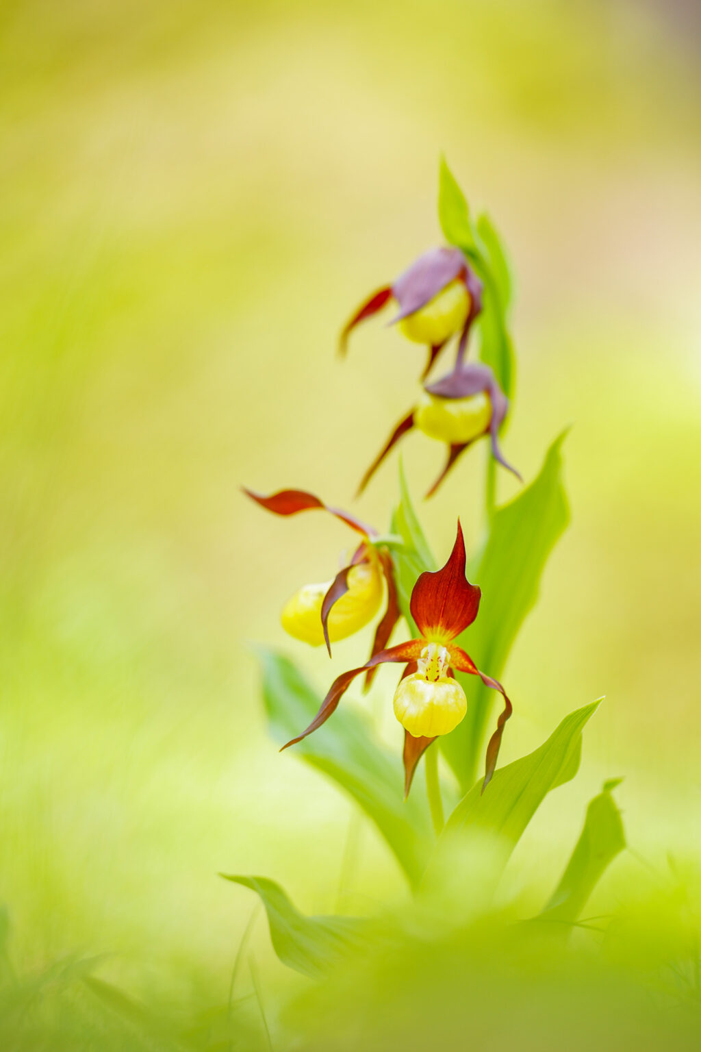 Gelber Frauenschuh - Cypripedium calceolus