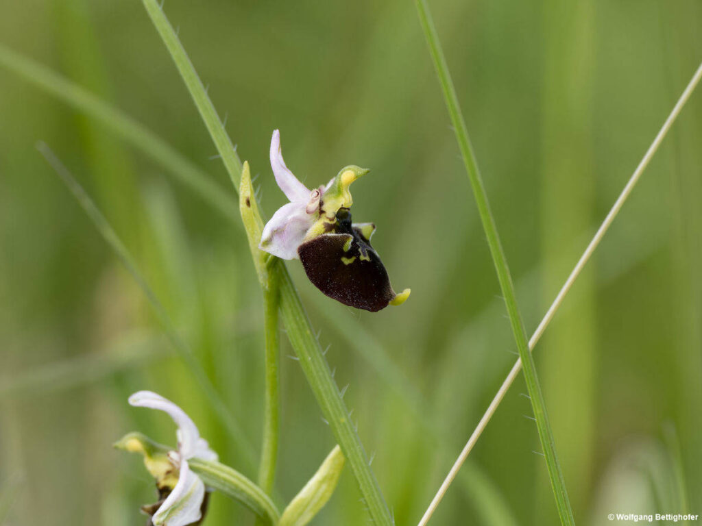 Ophrys fuciflora, Hummel-Ragwurz, Orchidee