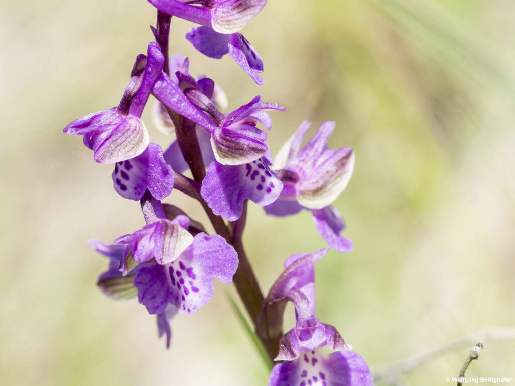 Anacamptis morio, Kleines Knabenkraut, Orchidee
