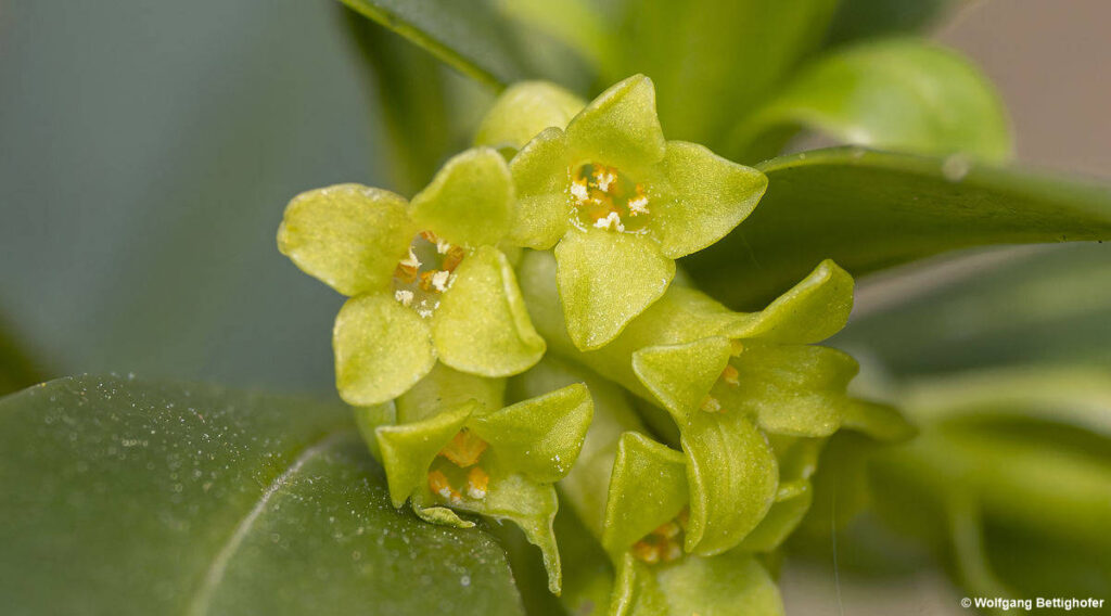 Daphne laureola, Lorbeer-Seidelbast