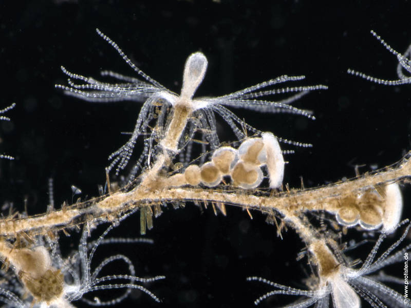 Laomedea flexuosa, Cnidaria, Hydrozoa, Polypen