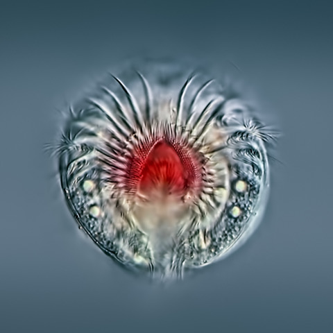 Michael Plewka Rädertiervortrag 2026-06-30