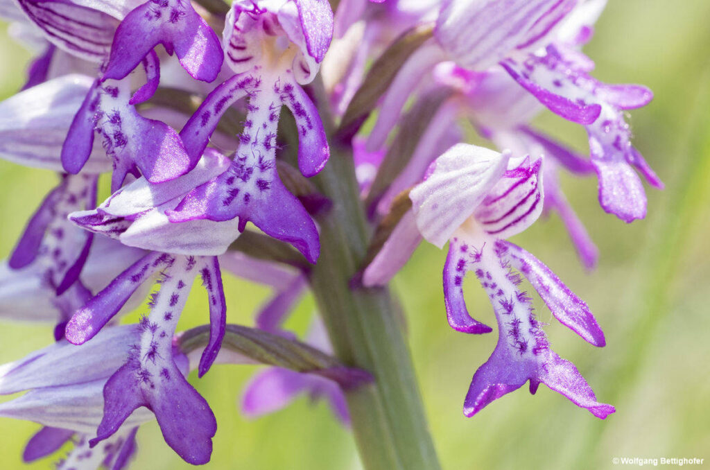 Orchis militaris, Helm-Knabenkraut, Orchidee