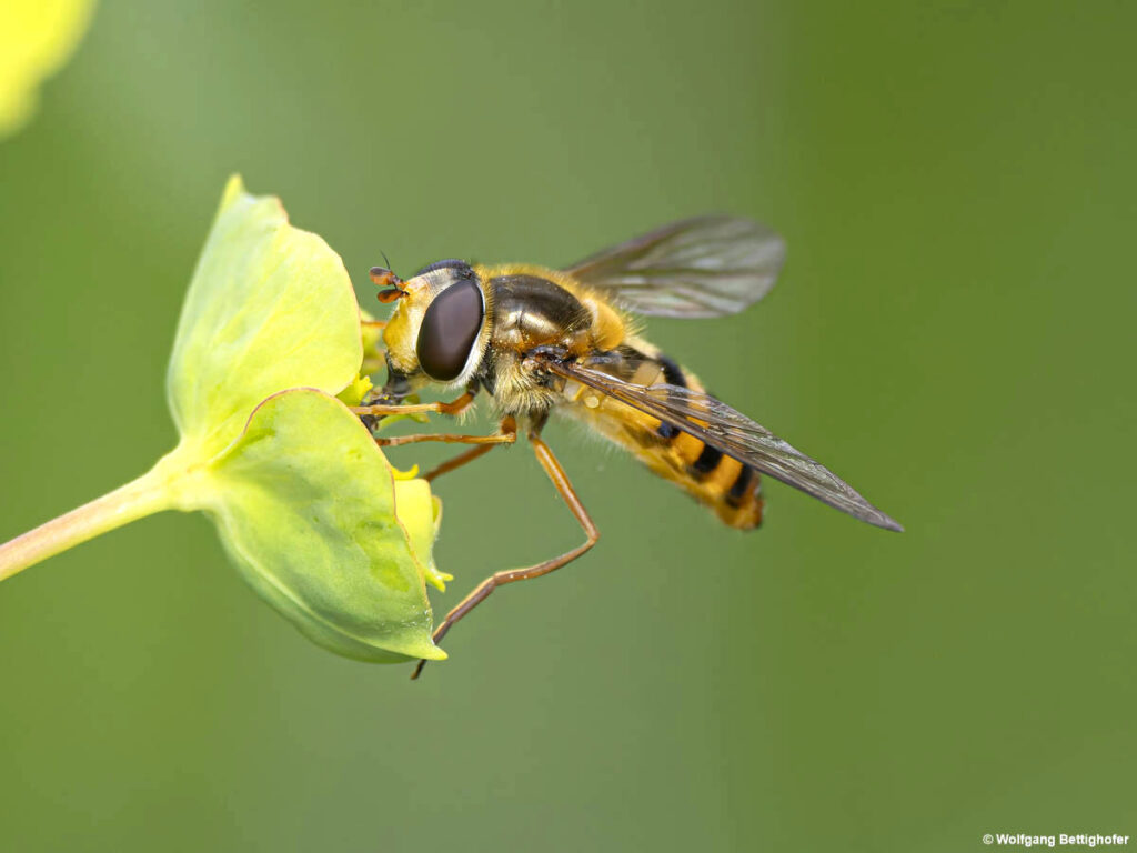 Schwebfliege, Epistrophe spec., Insekten