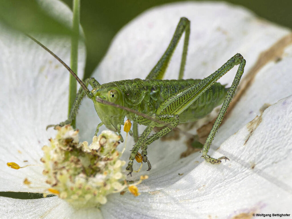 Tettigonia viridissima, Grünes Heupferd, Insekten