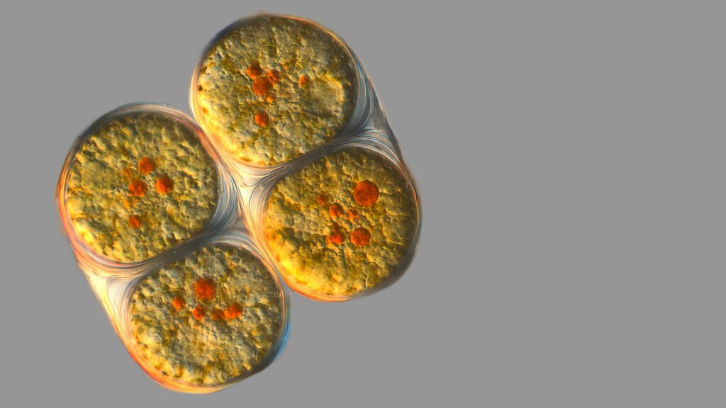 Dauerformen von Dinoflagelaten