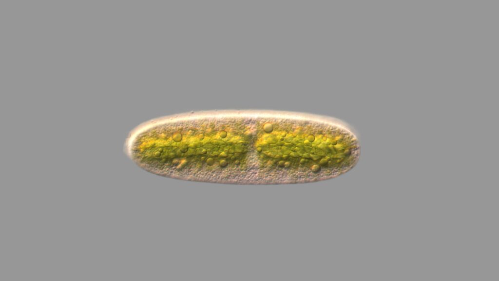 Netrium sp.
