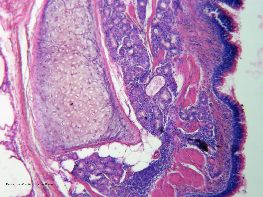 Bronchus aus der Schweinelunge