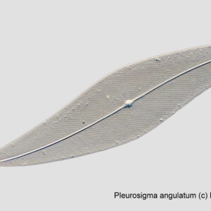 Pleurosigma angulatum