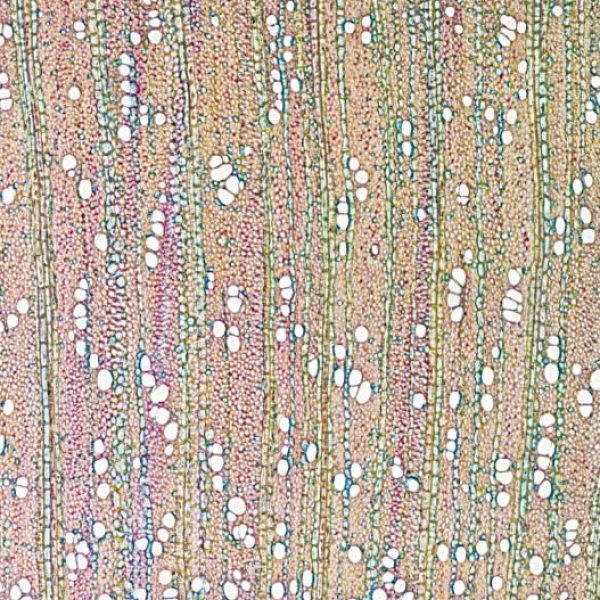 Kulturkirsche (Prunus avium)