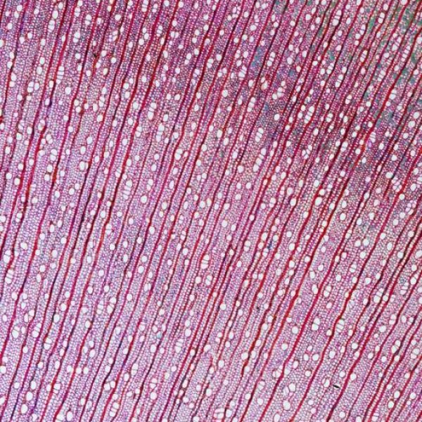 Rosskastanie (Aesculus hippocastanum)